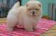 Chow Chow Puppies for sale in Milwaukee, WI 53218, USA. price: NA