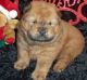 Chow Chow Puppies for sale in Detroit, MI 48227, USA. price: $500