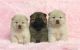 Chow Chow Puppies for sale in Atlanta, GA, USA. price: $1