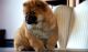 Handsome Male and Female chow Chow puppies