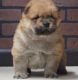 Chow Chow Puppies for sale in Orlando, FL 32868, USA. price: NA