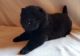 Chow Chow Puppies for sale in Ann Arbor, MI, USA. price: $600