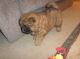 Chow Chow Puppies for sale in Tulsa, OK 74135, USA. price: NA