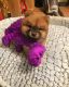 Chow Chow Puppies for sale in Miami, FL, USA. price: NA