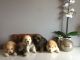 Chow Chow Puppies for sale in Sunday Dr, Louisville, KY 40219, USA. price: $200