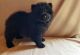 Chow Chow Puppies for sale in Lansing, MI, USA. price: $600