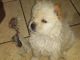 Chow Chow Puppies for sale in Great Falls, MT, USA. price: $800