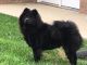 Chow Chow Puppies for sale in Lockwood, MO 65682, USA. price: $75