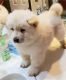 Chow Chow Puppies for sale in Helena, MT, USA. price: $600