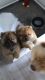 Chow Chow Puppies for sale in Dallas, TX, USA. price: NA