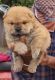 Chow Chow Puppies for sale in Kakatiya Hills, Guttala_Begumpet, Kavuri Hills, Madhapur, Telangana 500033, India. price: 65000 INR