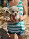 Chug Puppies for sale in Ocala, FL 34480, USA. price: $60,000