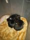 Chug Puppies for sale in 9301 E Edgewood Ave, Mesa, AZ 85208, USA. price: $300