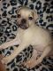 Chug Puppies for sale in Avondale, AZ, USA. price: $225