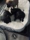 Chug Puppies for sale in El Cajon, CA, USA. price: $700