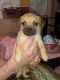 Chug Puppies for sale in 9301 E Edgewood Ave, Mesa, AZ 85208, USA. price: $100