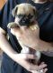 Chug Puppies for sale in Grand Prairie, TX, USA. price: $265