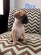 Chug Puppies for sale in Litchfield Park, AZ, USA. price: $100