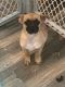 Chug Puppies for sale in Jefferson City, MO, USA. price: $750