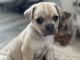 Chug Puppies for sale in Bisbee, AZ 85603, USA. price: $150