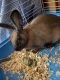 Cinnamon rabbit Rabbits for sale in Mt Vernon, NY 10550, USA. price: $20