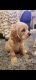 Clumber Spaniel Puppies for sale in Riverside, CA, USA. price: NA
