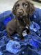 Clumber Spaniel Puppies for sale in Oregon City, OR 97045, USA. price: NA