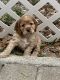 Clumber Spaniel Puppies for sale in Bonita Springs, FL, USA. price: $800