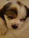 Clumber Spaniel Puppies for sale in M-43, Lansing, MI, USA. price: NA
