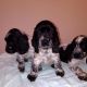 Clumber Spaniel Puppies for sale in Portland, OR, USA. price: NA