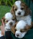 Clumber Spaniel Puppies for sale in Indianapolis Blvd, Hammond, IN, USA. price: NA
