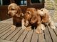 Clumber Spaniel Puppies