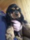 American Cocker Spaniel Puppies for sale in Depauville, NY, USA. price: $600