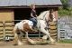 Clydesdale Horses for sale in Jacksonville, FL, USA. price: NA