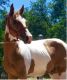 Clydesdale Horses for sale in Frisco, TX, USA. price: NA