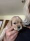 Cockalier Puppies for sale in Lockport, NY 14094, USA. price: NA
