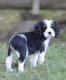Cockalier Puppies for sale in Penn Yan, NY 14527, USA. price: $600