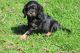 Cockalier Puppies for sale in Penn Yan, NY 14527, USA. price: $600
