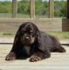 Cockalier Puppies for sale in Point Blank Dr, Houston, TX 77038, USA. price: $1,499
