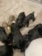 Cockalier Puppies for sale in Riverhead, NY 11901, USA. price: NA