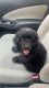 Cockapoo Puppies for sale in 10201 NW 58th St, Doral, FL 33178, USA. price: $3,000