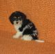 Cockapoo Puppies for sale in Boston, MA 02128, USA. price: $500