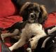 Cockapoo Puppies for sale in Dallas, TX, USA. price: $1,900