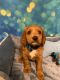Cockapoo Puppies for sale in Palm Shores, FL 32940, USA. price: $1,700