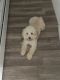 Cockapoo Puppies for sale in Springfield, MA, USA. price: $2,000