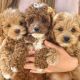 Cockapoo Puppies for sale in Dallas, TX, USA. price: NA