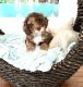 Cockapoo Puppies for sale in Miami, FL 33165, USA. price: $3,000