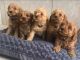 Cockapoo Puppies for sale in Texarkana, TX, USA. price: NA