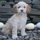Cockapoo Puppies for sale in Holyoke, MA, USA. price: $200,000