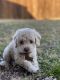 Cockapoo Puppies for sale in Rowlett, TX, USA. price: NA